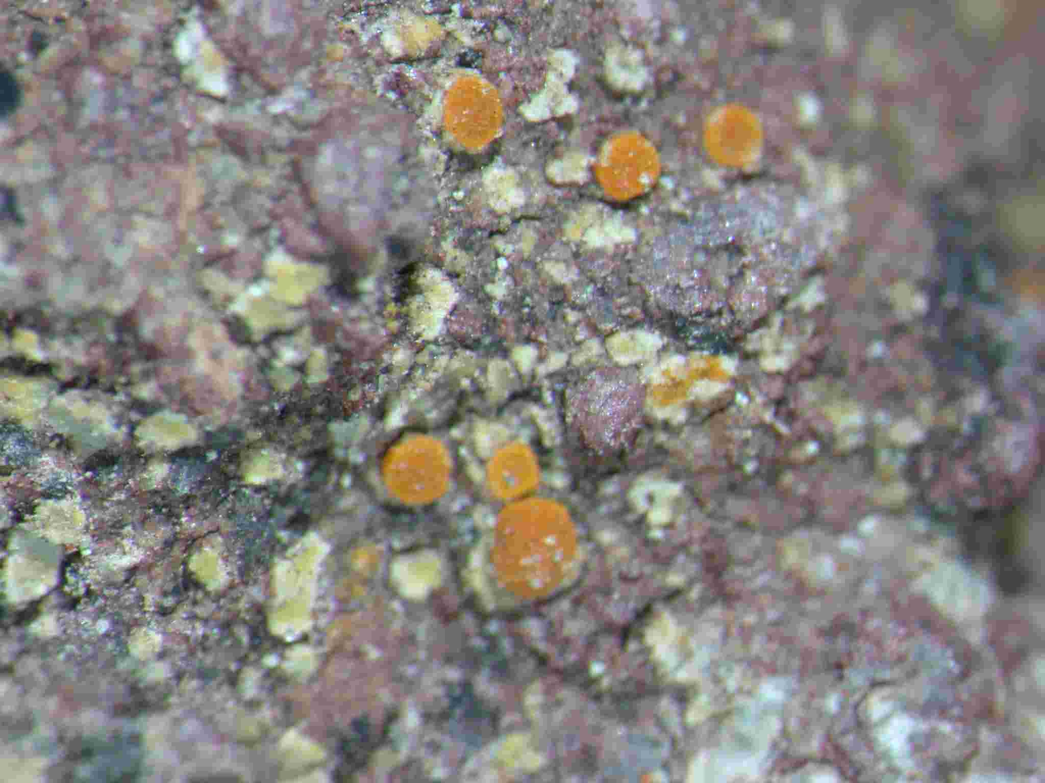 [Caloplaca flavovirescens]